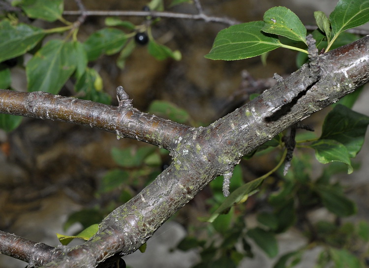 Rhamnus catharticus L